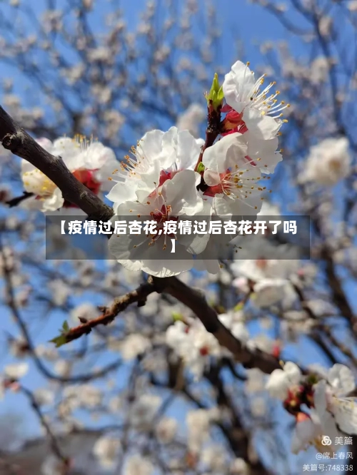 【疫情过后杏花,疫情过后杏花开了吗】