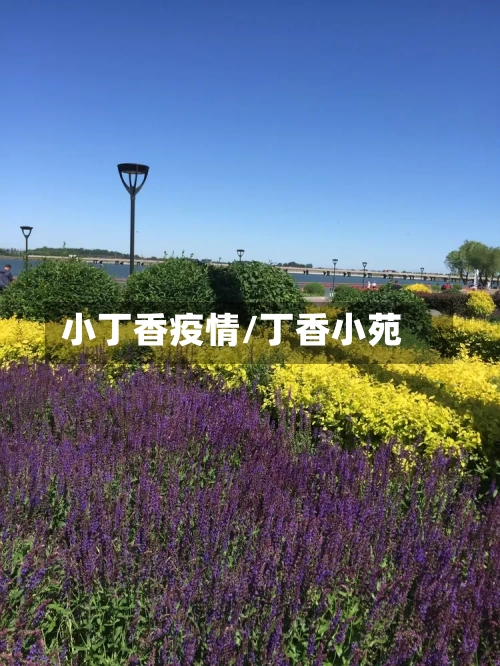 小丁香疫情/丁香小苑