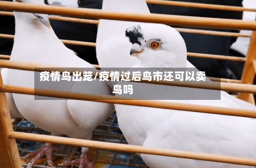 疫情鸟出笼/疫情过后鸟市还可以卖鸟吗-第3张图片