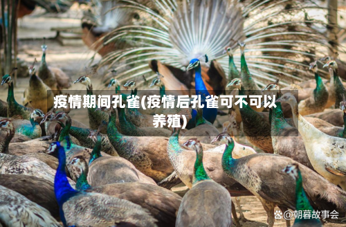 疫情期间孔雀(疫情后孔雀可不可以养殖)-第2张图片