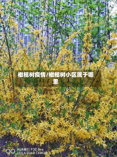 橄榄树疫情/橄榄树小区属于哪里