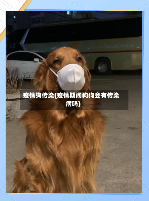 疫情狗传染(疫情期间狗狗会有传染病吗)-第2张图片