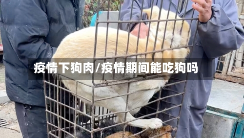 疫情下狗肉/疫情期间能吃狗吗-第2张图片