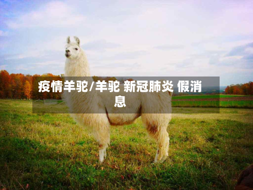 疫情羊驼/羊驼 新冠肺炎 假消息-第2张图片