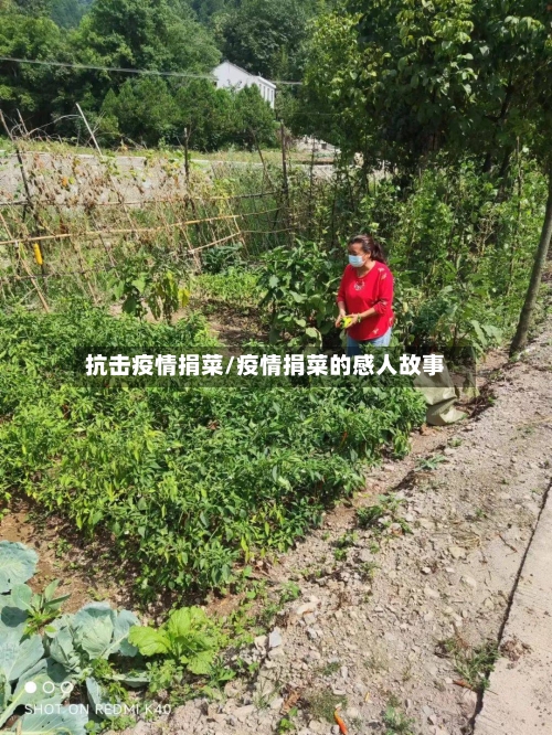 抗击疫情捐菜/疫情捐菜的感人故事-第2张图片