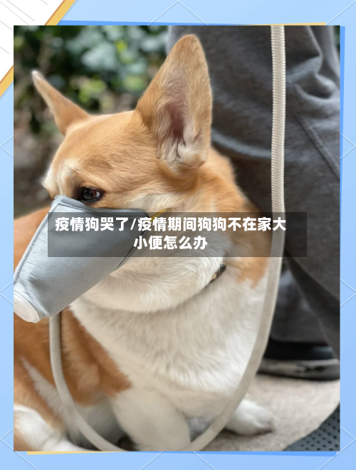 疫情狗哭了/疫情期间狗狗不在家大小便怎么办-第2张图片