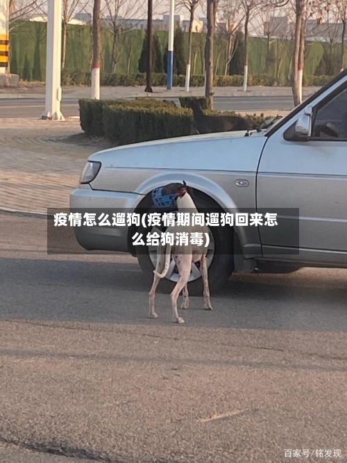 疫情怎么遛狗(疫情期间遛狗回来怎么给狗消毒)