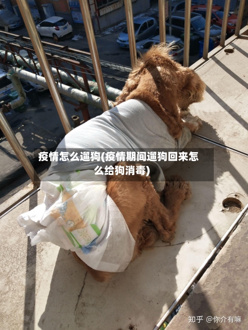 疫情怎么遛狗(疫情期间遛狗回来怎么给狗消毒)-第2张图片
