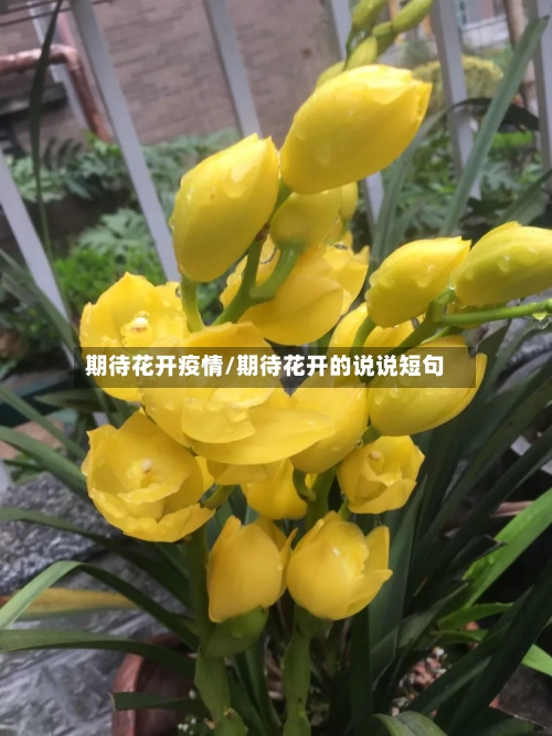 期待花开疫情/期待花开的说说短句