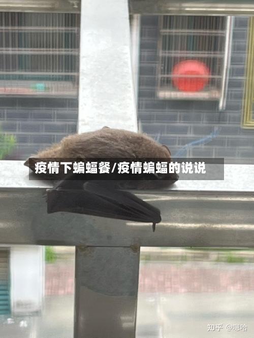 疫情下蝙蝠餐/疫情蝙蝠的说说
