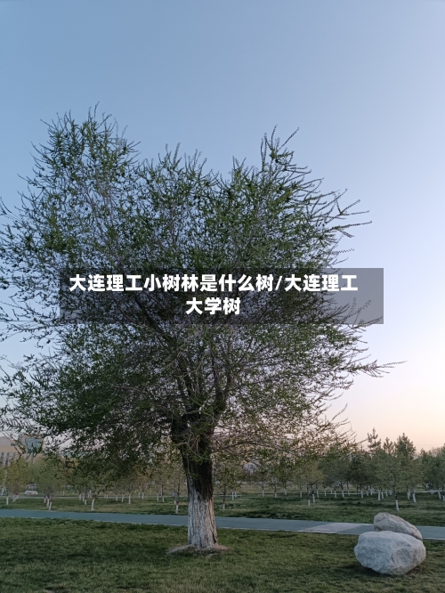大连理工小树林是什么树/大连理工大学树-第3张图片